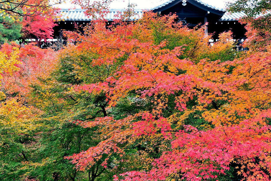 2010-京都ー東福寺−4.jpg